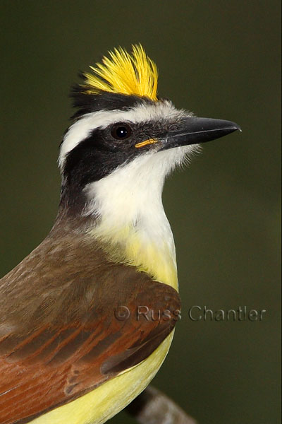 Great Kiskadee © Russ Chantler